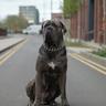 Shadowthefriendlydog